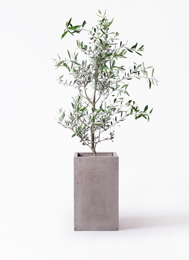 オリーブの木 コレッジョラ | 観葉植物通販HitoHana(ひとはな)