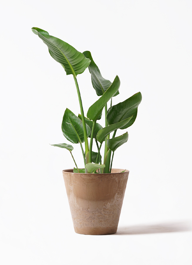 百貨店■2.7万円■観葉植物 オブジェ■KON by BULBOUS■MOTON 枯れてしまった「植物の根っこ」に着目した、不思議な造形の