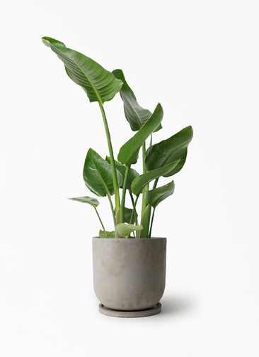 augusta-377_1.jpg?1658739900