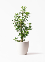 chinese-banyan-straight-76_1.