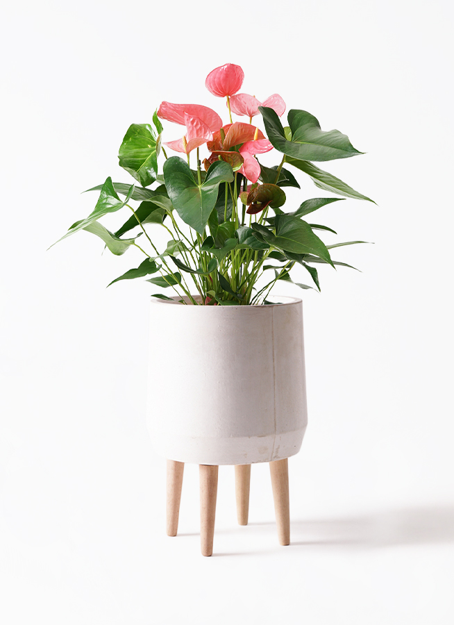観葉植物 アンスリウム 7号 ピンク プラスチック鉢 | 観葉植物