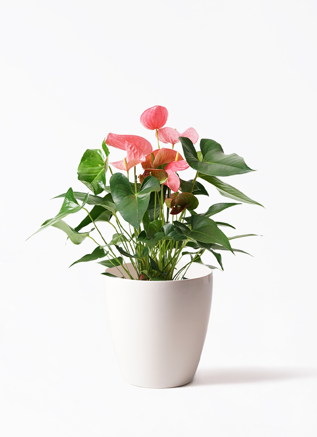 HIPOTA ブローチ アンスリウム 観葉植物 アンスリウム 7号 ピンク プラスチック鉢 | 観葉植物