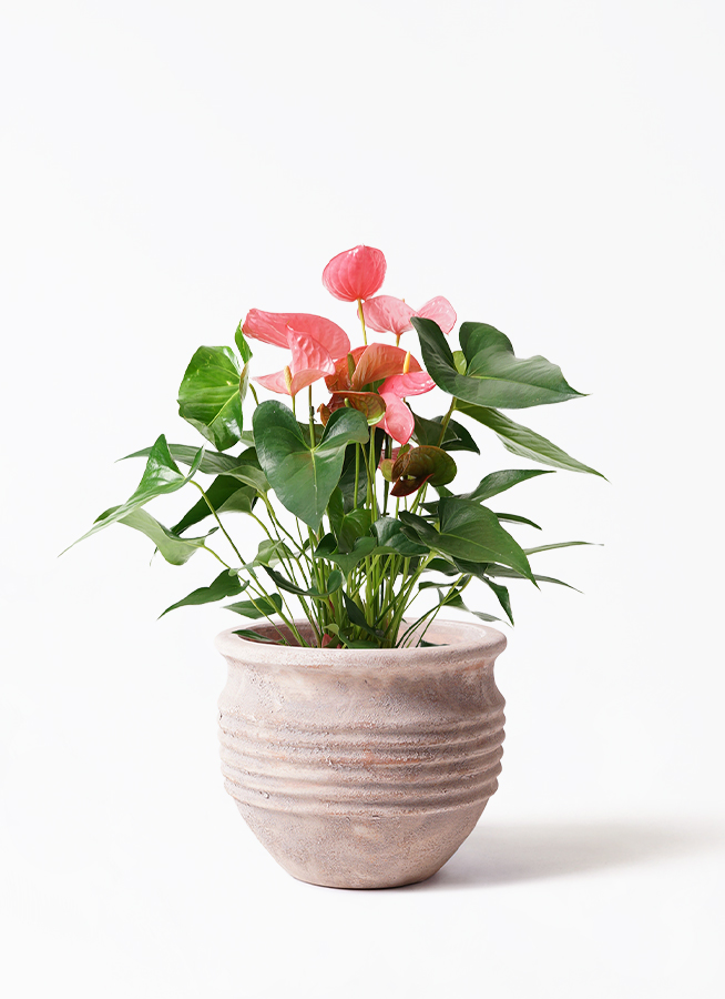 観葉植物 アンスリウム 7号 ピンク プラスチック鉢 | 観葉植物なら