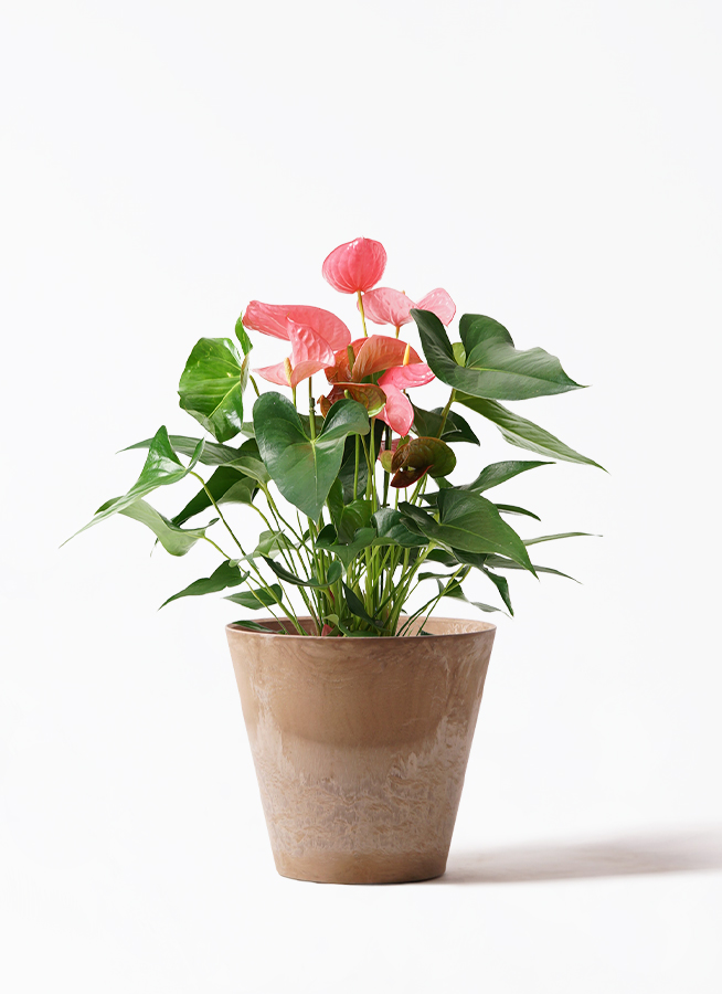観葉植物 アンスリウム 7号 ピンク プラスチック鉢 | 観葉植物なら