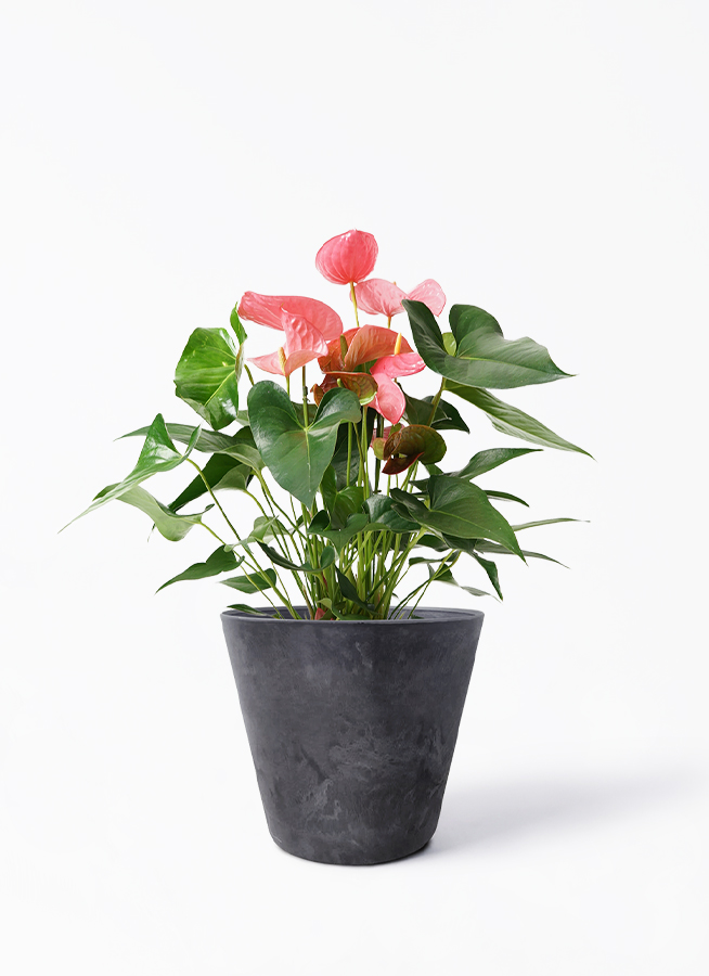 観葉植物 アンスリウム 7号 ピンク アートストーン ラウンド ブラック