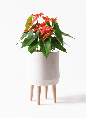 観葉植物 アンスリウム 7号 レッド プラスチック鉢 | 観葉植物なら 