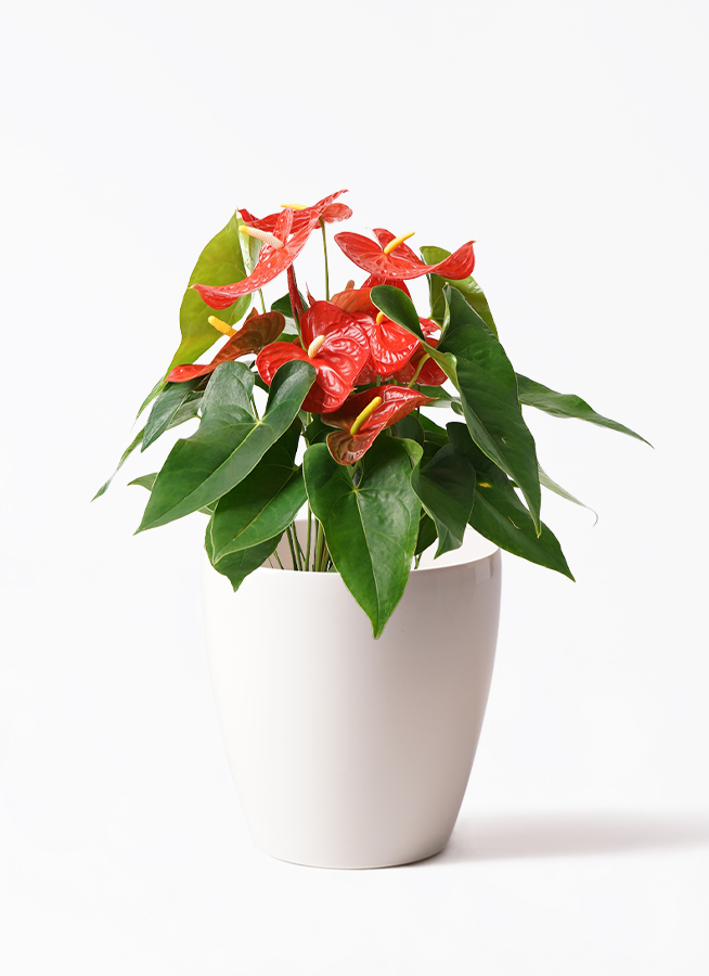 観葉植物 アンスリウム 7号 レッド プラスチック鉢 | 観葉植物