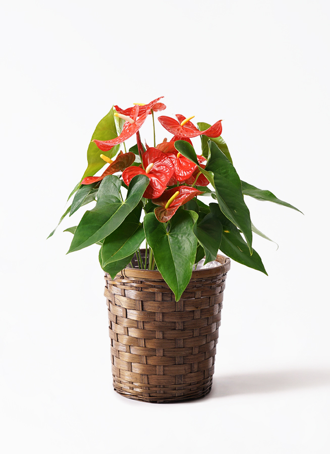 観葉植物 アンスリウム 7号 レッド プラスチック鉢 | 観葉植物