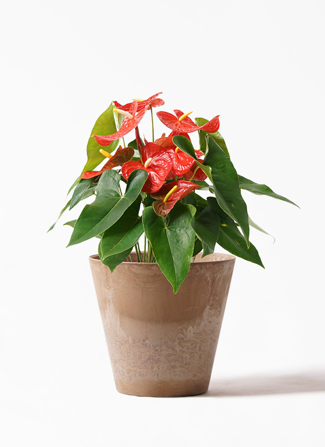 観葉植物 アンスリウム 7号 レッド アートストーン ラウンド ベージュ 付き 観葉植物ならhitohana ひとはな
