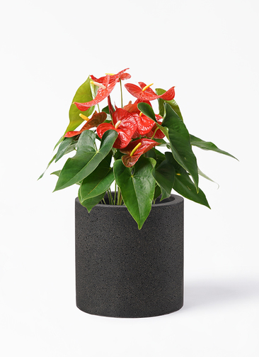 観葉植物 アンスリウム 7号 レッド プラスチック鉢 | 観葉植物なら 