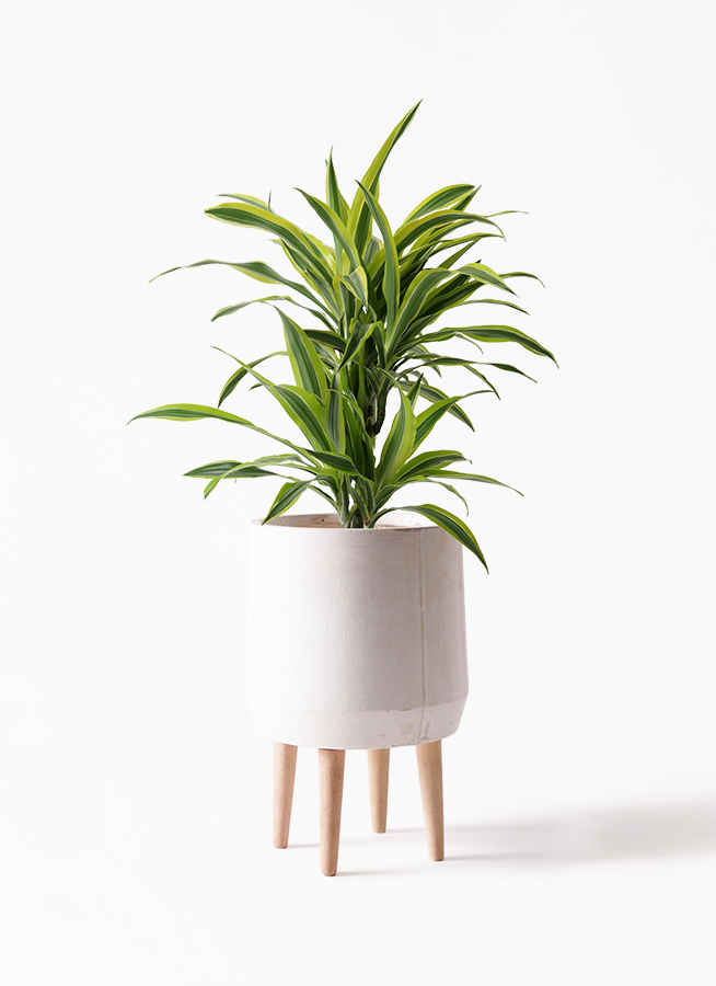 観葉植物 ドラセナ ワーネッキー レモンライム 7号 Fibercray ファイバークレイ White 付き 観葉植物ならhitohana ひとはな 観葉植物 ドラセナ ワーネッキー レモンライム 7号 Fibercray ファイバークレイ White 付き 観葉植物ならhitohana ひとはな