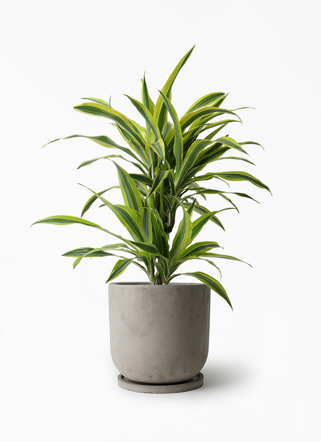 観葉植物 ドラセナ ワーネッキー レモンライム 7号 セメント トラフポット 付き 観葉植物ならhitohana ひとはな 観葉植物 ドラセナ ワーネッキー レモンライム 7号 セメント トラフポット 付き 観葉植物ならhitohana ひとはな