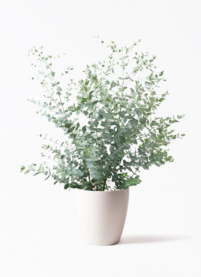 観葉植物 ユーカリ 7号 グニー ラスターポット white 付き | 観葉植物