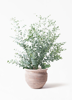 観葉植物 ユーカリ 7号 グニー パボ ミドル アースブラウン 付き