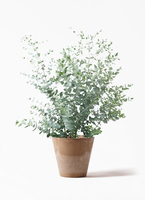 観葉植物 ユーカリ 7号 グニー パボ ジャー アースブラウン 付き