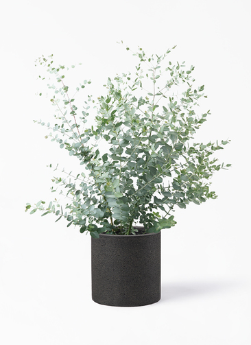 eucalyptus-gunnii-510_1.jpg?