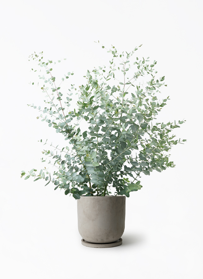 eucalyptus-gunnii-518_1.jpg?