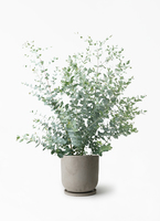 eucalyptus-gunnii-518_1.jpg?