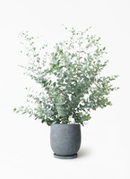 eucalyptus-gunnii-519_1.jpg?