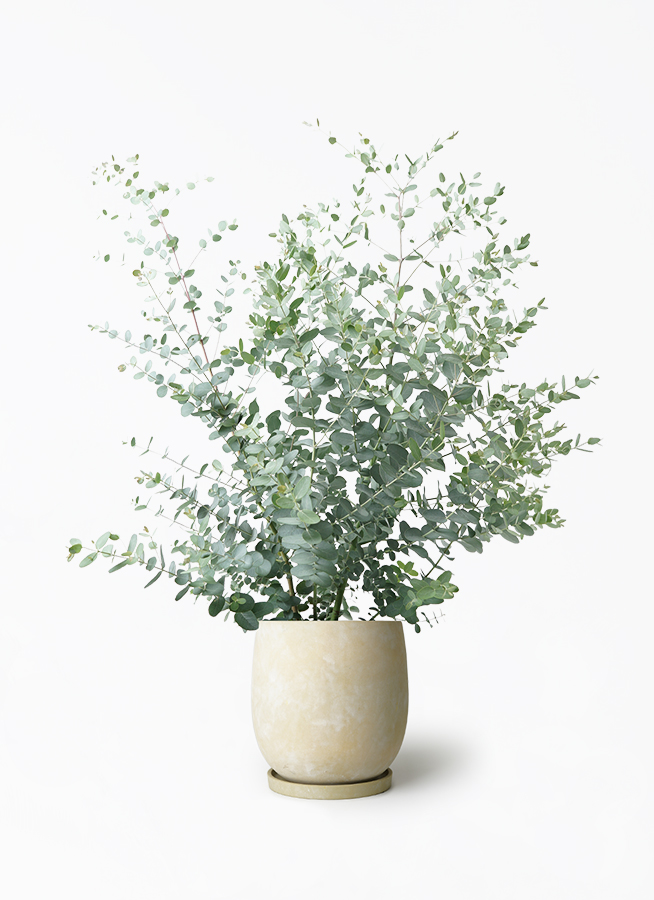 ユーカリページ ユーカリ 7号 | 観葉植物通販HitoHana(ひとはな)