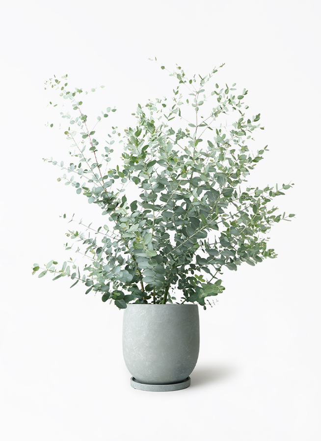観葉植物 ユーカリ グニー 観葉植物 ユーカリ 7号 グニー アイルエッグ グレー 付き | 観葉植物