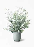 eucalyptus-gunnii-521_1.jpg?