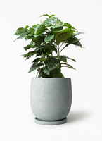 観葉植物 コーヒーの木 7号 FiberCray（ファイバークレイ） Gray 付き