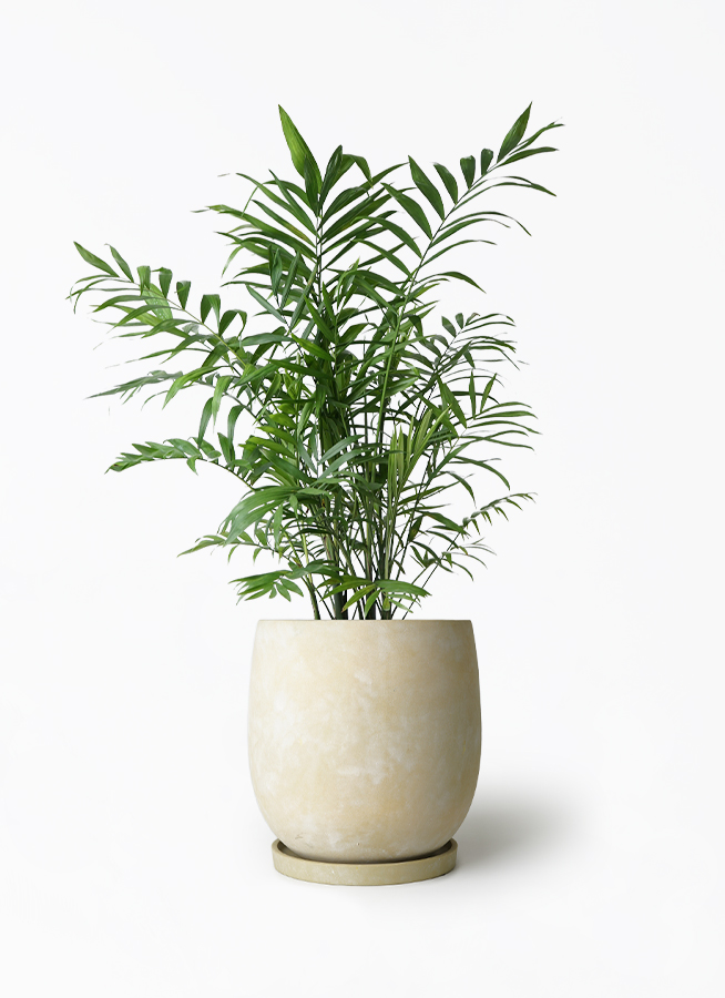 観葉植物 テーブルヤシ 7号 アイルエッグ イエロー 付き | 観葉