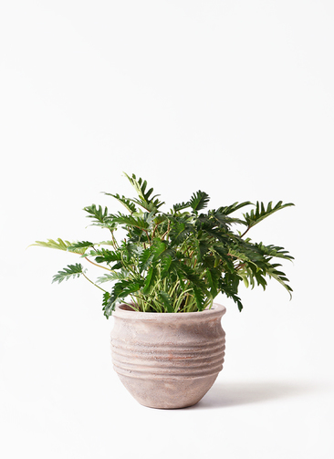 観葉植物 フィロデンドロン 7号 オージー（クッカバラ） テラアストラ