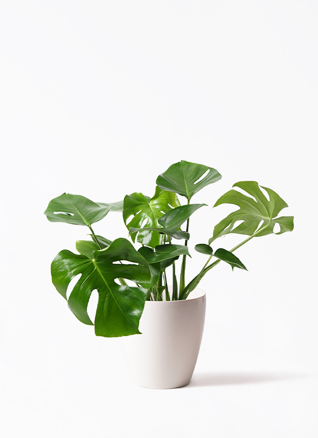 斑入りモンステラ 全高55センチ (7号)鉢植え 斑入りモンステラ 全高55センチ (7号)鉢植え