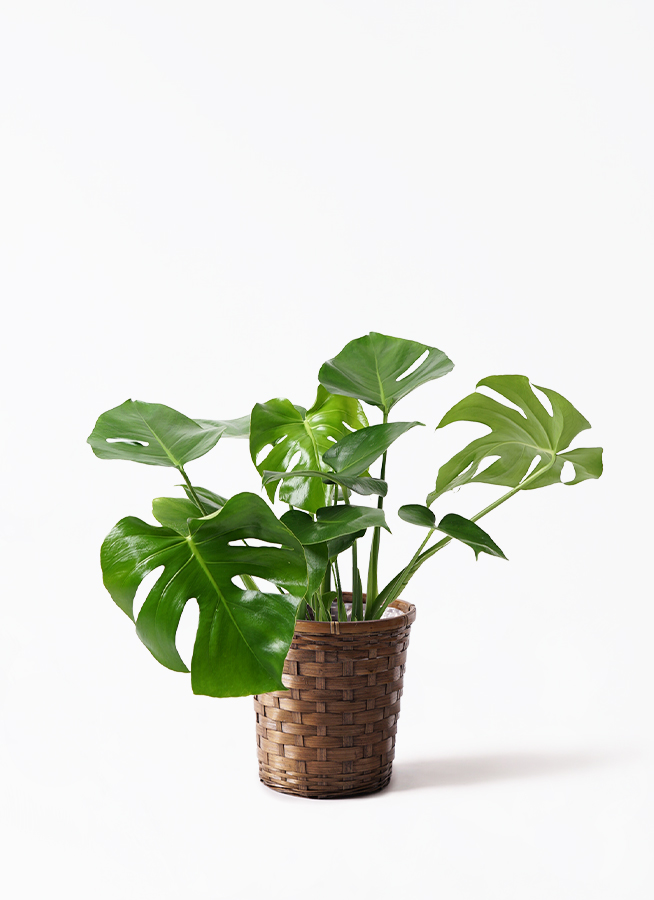 観葉植物 モンステラ 7号 ボサ造り テラアストラ リゲル 赤茶色 付き