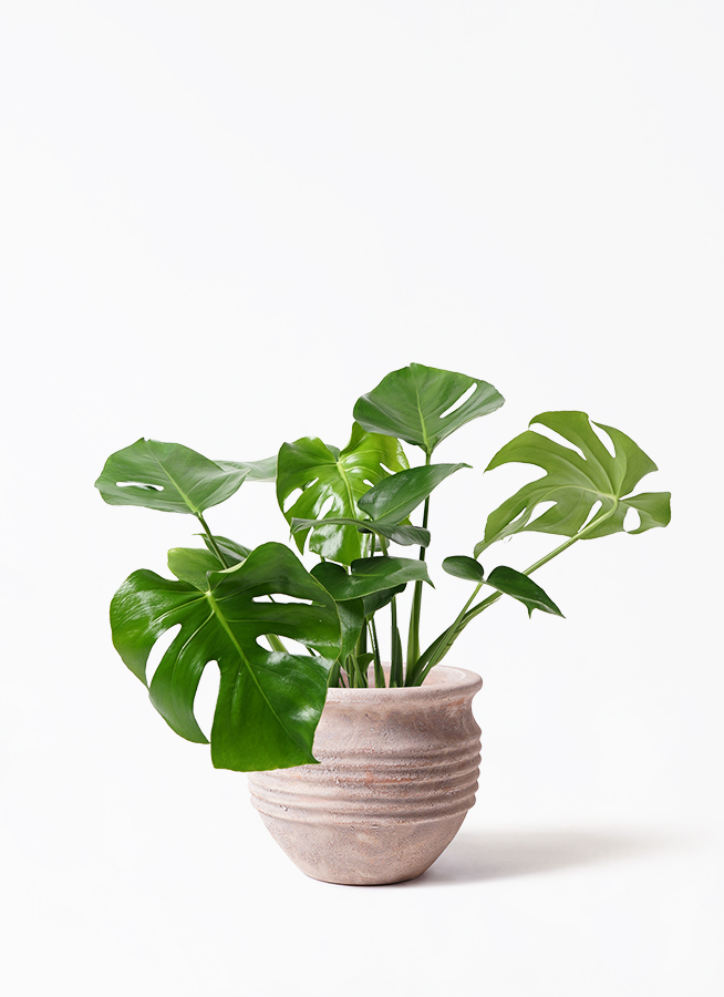 大きめモンステラ 観葉植物 観葉植物 モンステラ 7号 ボサ造り プラスチック鉢 | 観葉植物