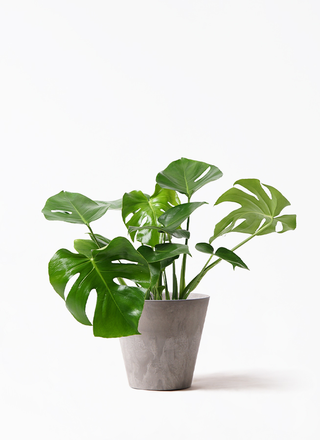 観葉植物 モンステラ 7号 ボサ造り プラスチック鉢 | 観葉植物なら