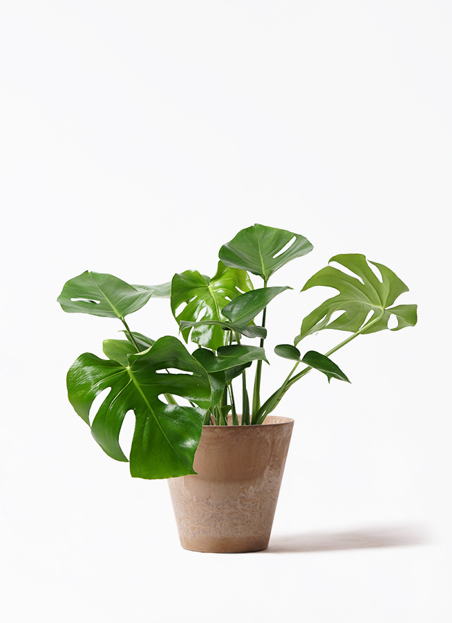 モンステラ 7号ハンギングポット 観葉植物 モンステラ 7号 ボサ造り プラスチック鉢 | 観葉植物なら