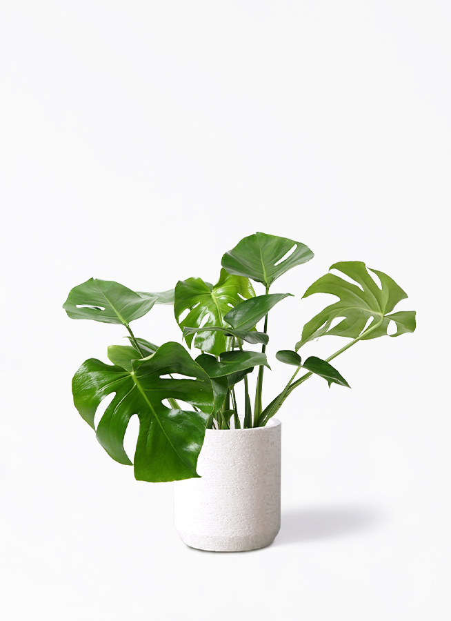 モンステラ 実生　観葉植物 ① モンステラ 実生 観葉植物 ①