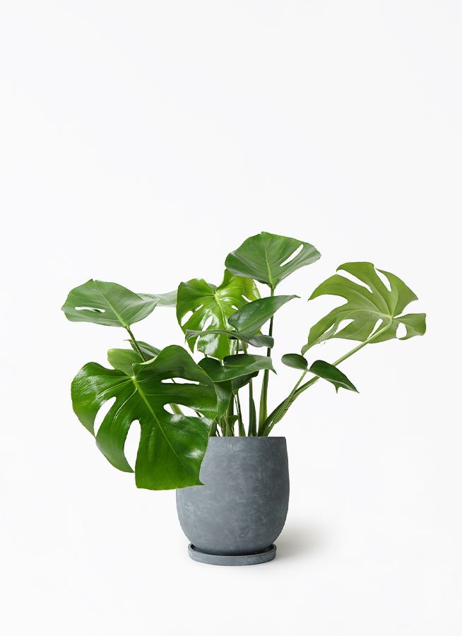 モンステラ 7号 | 観葉植物 | インテリアやギフトに - Hitohana