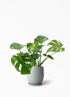 観葉植物 モンステラ【80cm】7号 斑入り プラスチック鉢 #69045 | 観葉