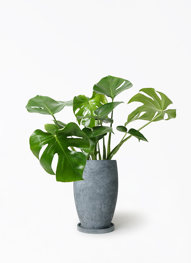 モンステラ 7号 | 観葉植物 | インテリアやギフトに - Hitohana