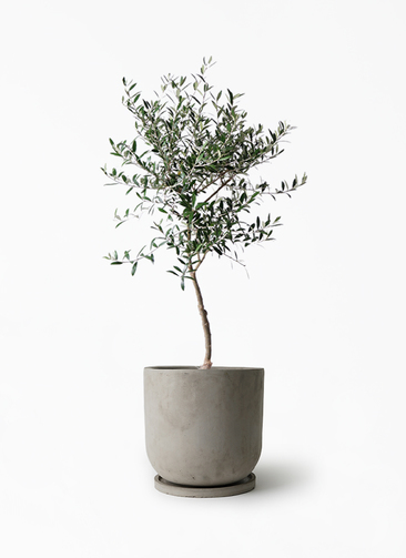 olive-1158_1.jpg?1658741720