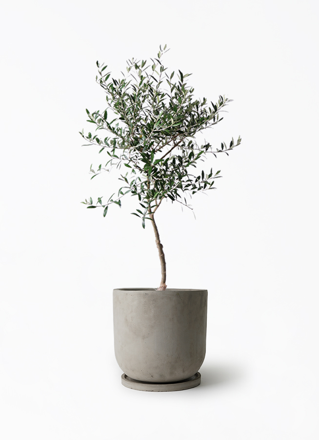 【最終値下げ】オリーブ 観葉植物 10年樹 オリーブ 10号サイズ | HITOTOKI by MAKIMO PLANT