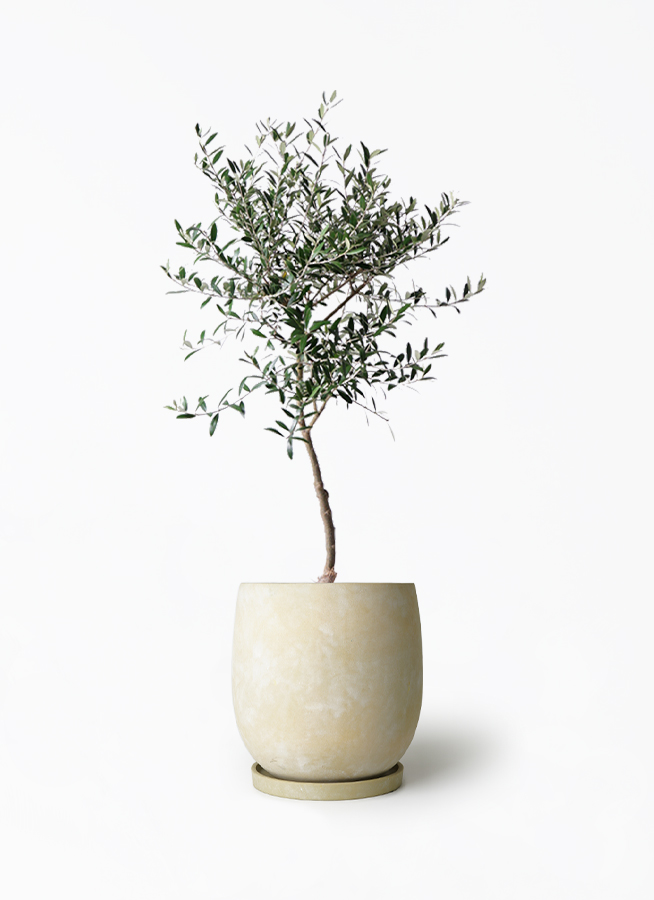 オリーブの木 7号 | 観葉植物 | 送料無料でお届け - Hitohana（ひとはな）