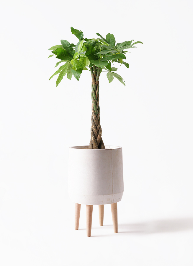 パキラ　ねじり　7【現品】観葉植物　室内　7号 パキラ 7号 | インテリアグリーンショップ【NANOHA】（観葉植物