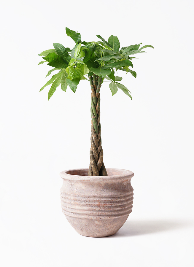 観葉植物 パキラ 7号 ねじり ラスターポット white 付き | 観葉