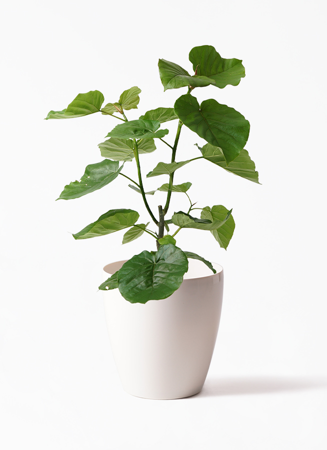 観葉植物 フィカス ウンベラータ 7号 ノーマル ラスターポット White 付き 観葉植物ならhitohana ひとはな