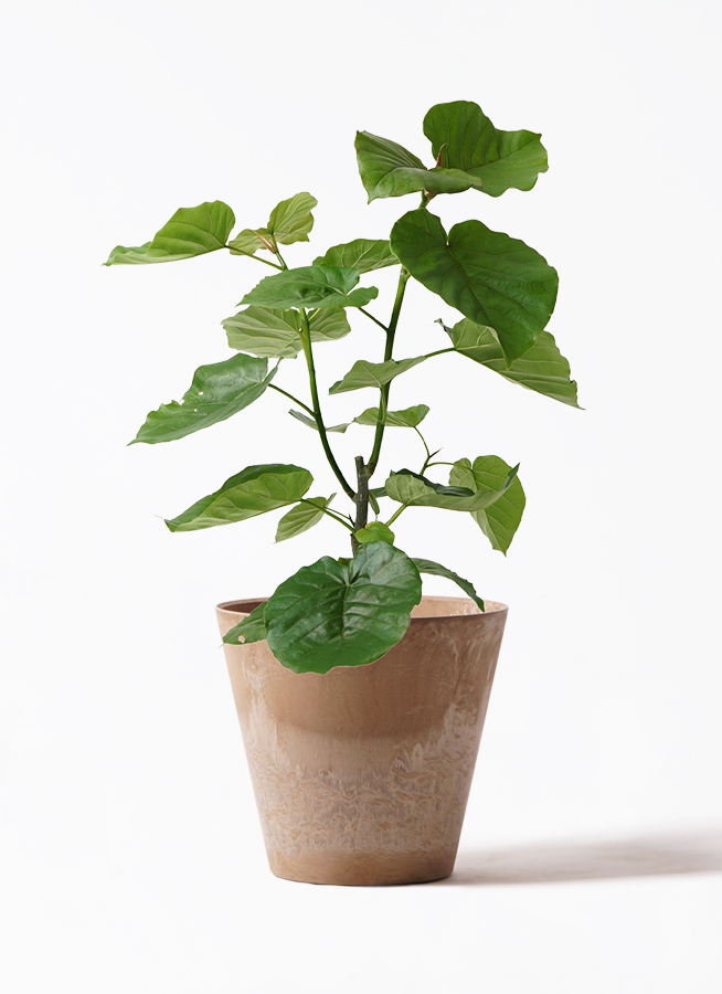 観葉植物 フィカス ウンベラータ 7号 ノーマル プラスチック鉢