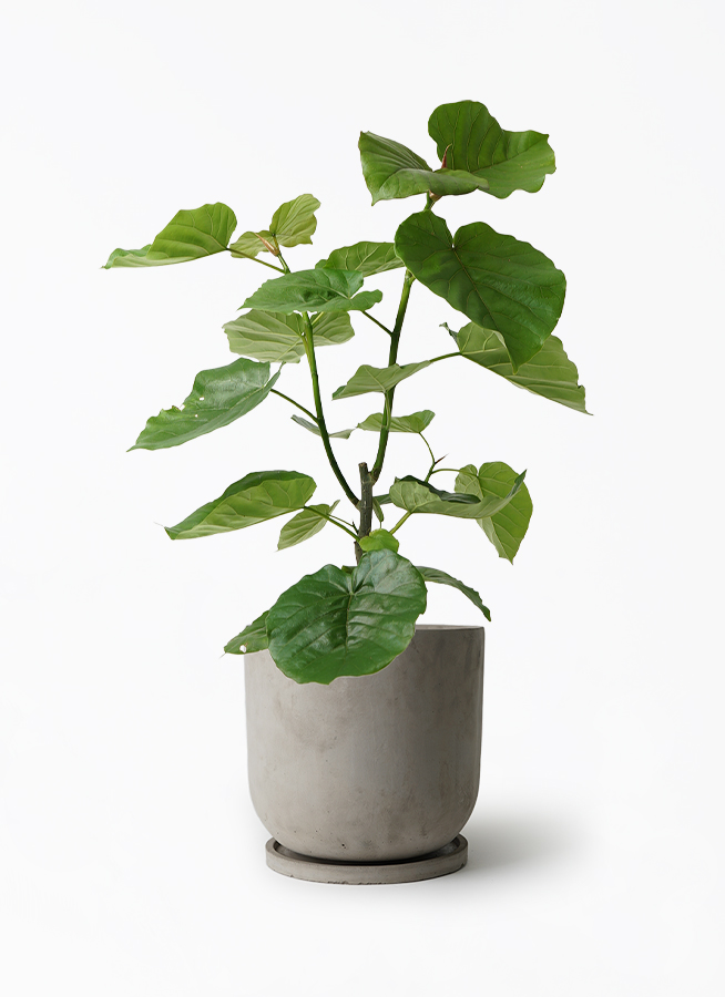 フィカス ウンベラータ 7号 | 観葉植物の通販ならHitoHana（ひとはな）