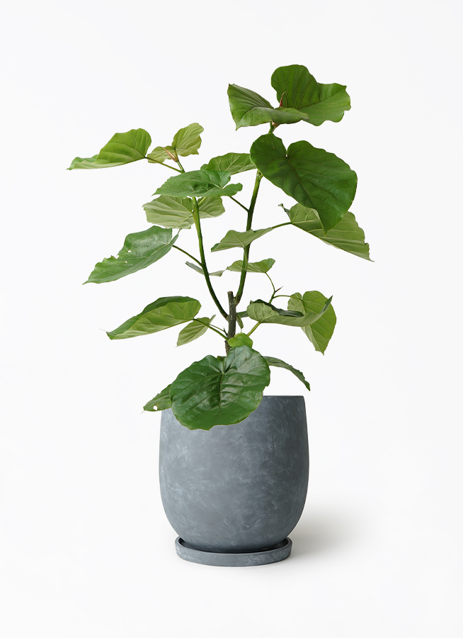 フィカス ウンベラータ 7号 | 観葉植物の通販ならHitoHana（ひと