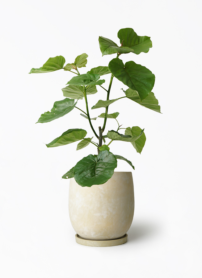 観葉植物 ウンベラータ H110cm 7号 インテリア SALE価格 送料無料！ フィカス ウンベラータ 7号 | 観葉植物の通販ならHitoHana（ひと
