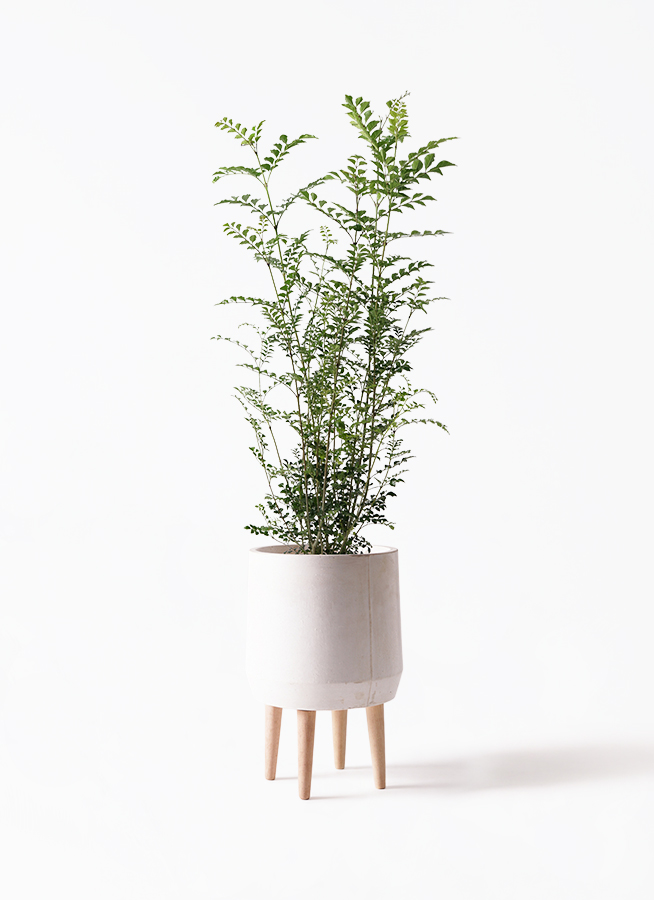 シマトネリコ 7号 | 観葉植物の通販ならHitoHana（ひとはな）