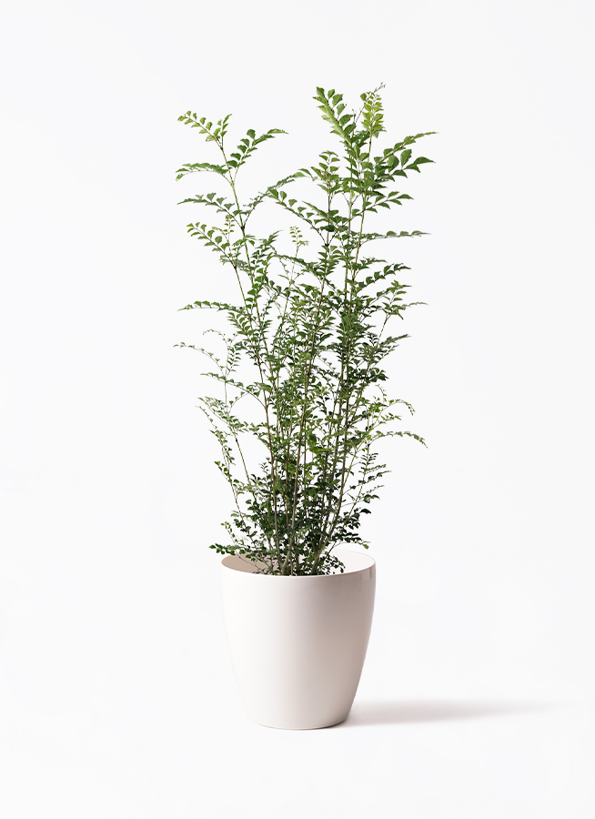 観葉植物 シマトネリコ 7号 プラスチック鉢 | 観葉植物ならHitoHana